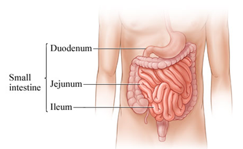 2446_Small intestine.png